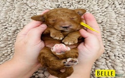 Mini Goldendoodle dogs for sale: Petite Belle - Image 10