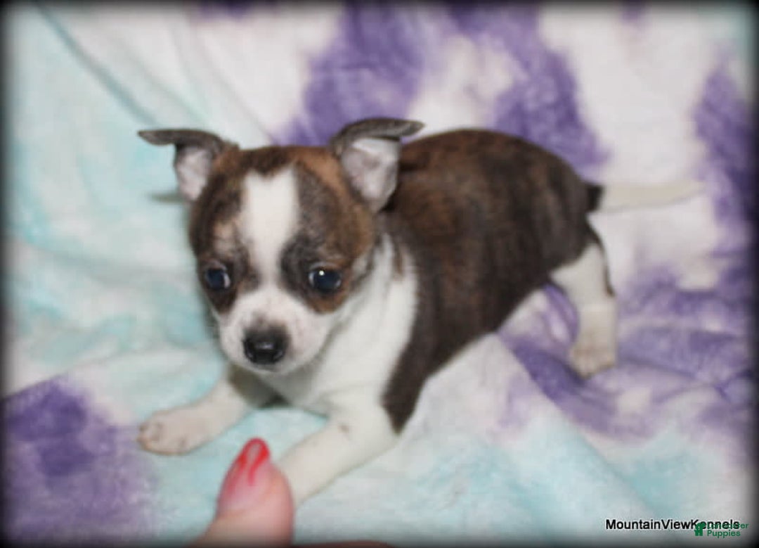 Chihuahua dogs for sale: Cisco - Image 7