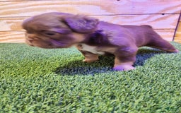 French Bulldog dogs for sale: Roja - Image 10