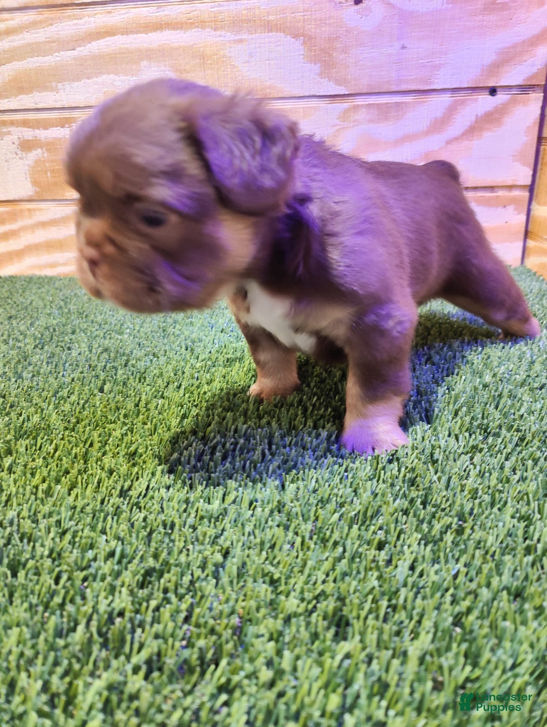French Bulldog dogs for sale: Roja - Image 10