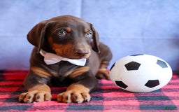 Doberman Pinscher dogs for sale: Dannie - Image 6