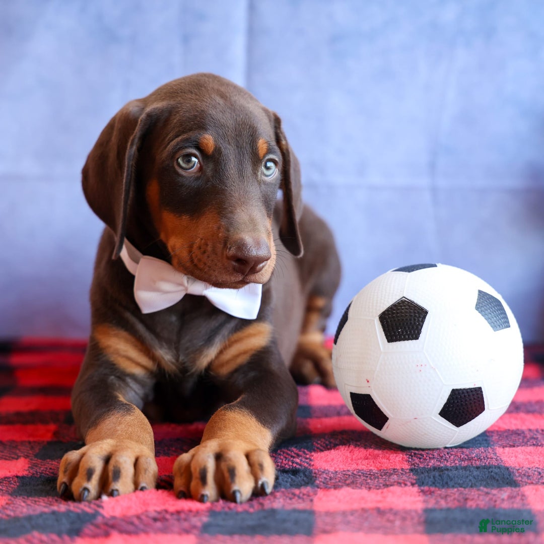 Doberman Pinscher dogs for sale: Dannie - Image 6
