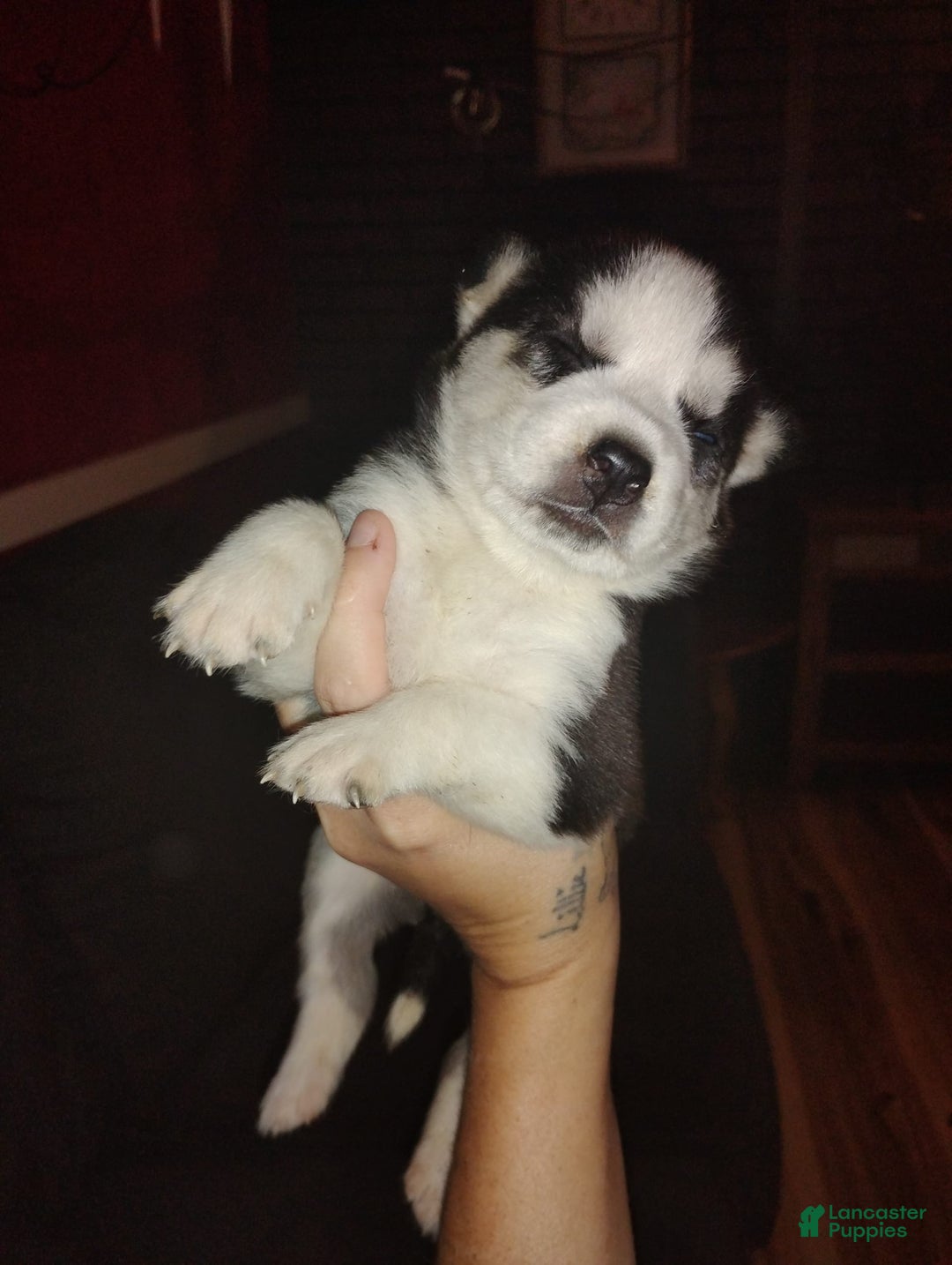 Siberian Husky dogs for sale: Mary - Image 7