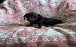 Dachshund dogs for sale: Sarah - Image 7