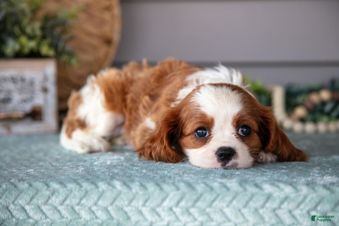 Cavalier King Charles Spaniel dogs for sale: Jessica - Image 3
