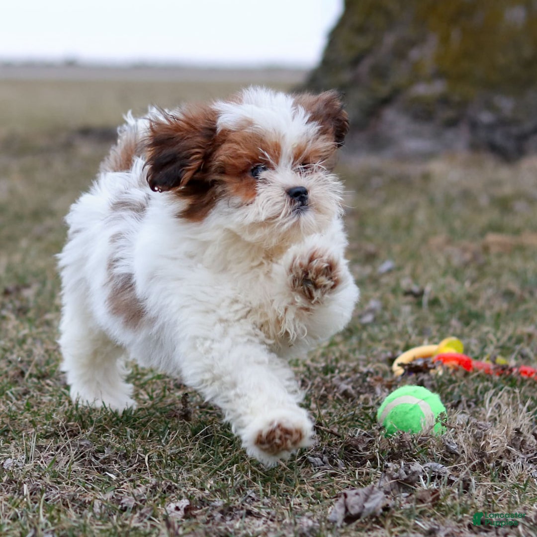 Shihpoo dogs for sale: Buster - Image 12