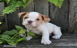 Beabull dogs for sale: Beabull 8 puppies - Image 16
