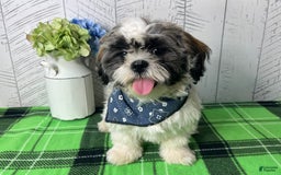 Shih Tzu dogs for sale: Simba - Image 4