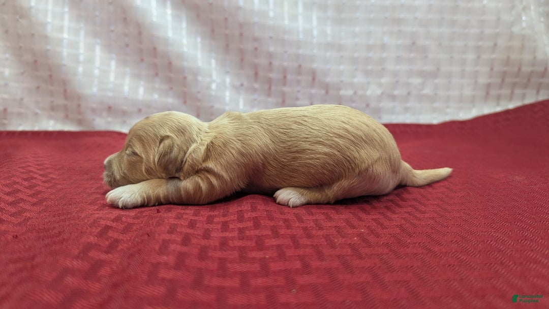 Cockapoo dogs for sale: Gobber - Image 9