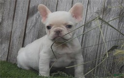 French Bulldog dogs for sale: Mini White - Image 1