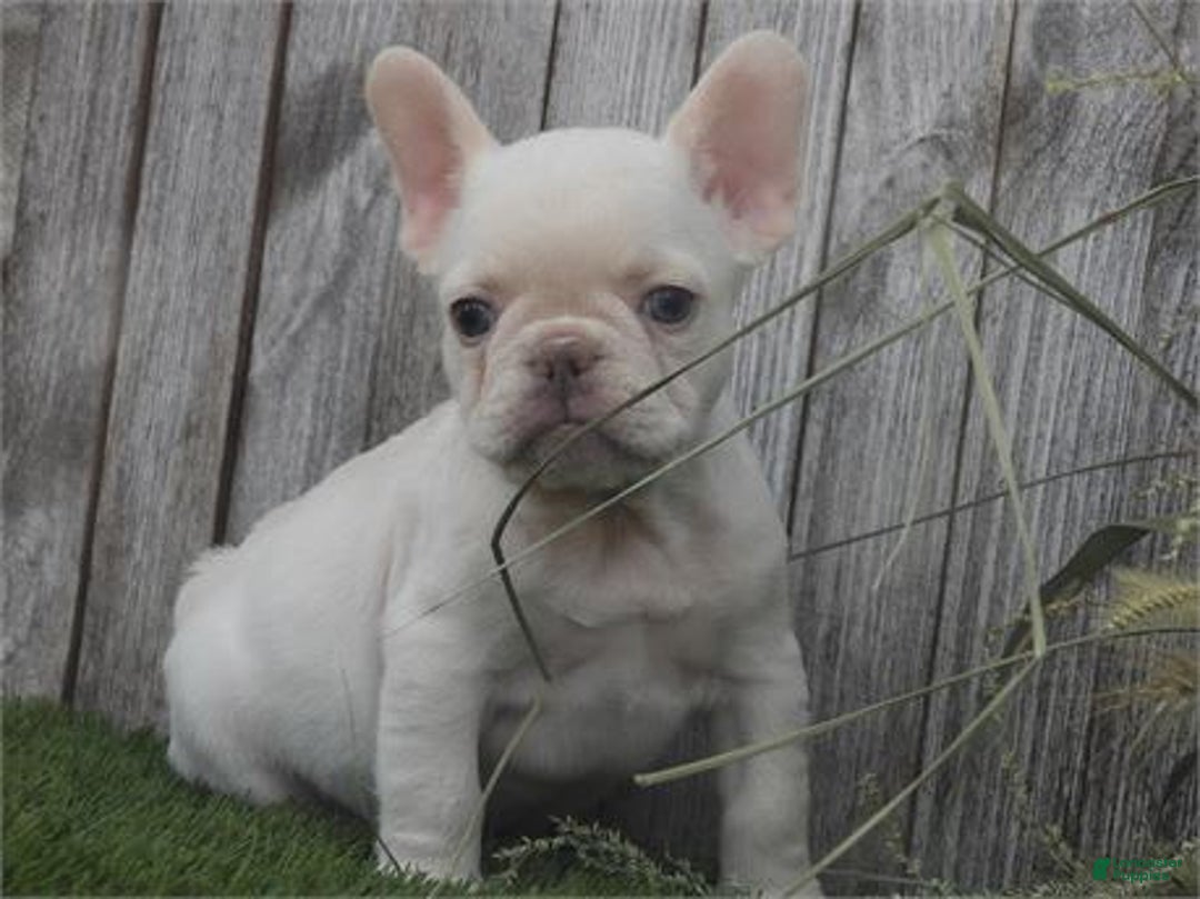 French Bulldog dogs for sale: Mini White - Image 1