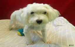 Maltese dogs for sale: Rex - Image 5