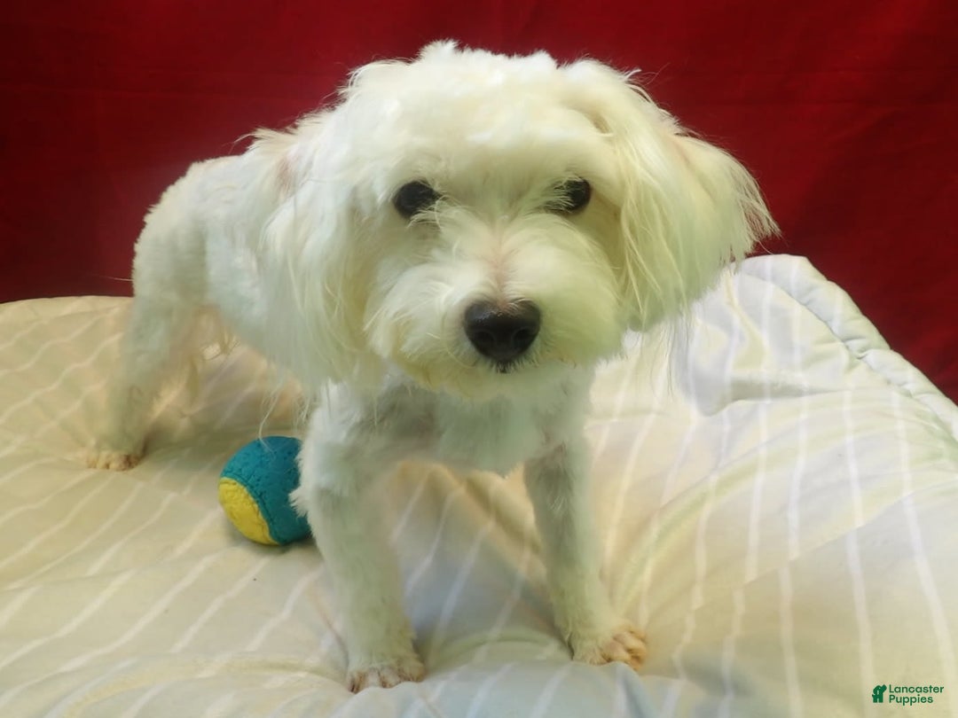 Maltese dogs for sale: Rex - Image 5