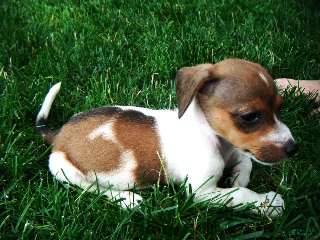 Jack Russell Terrier dogs for sale: Sparkles - Image 4