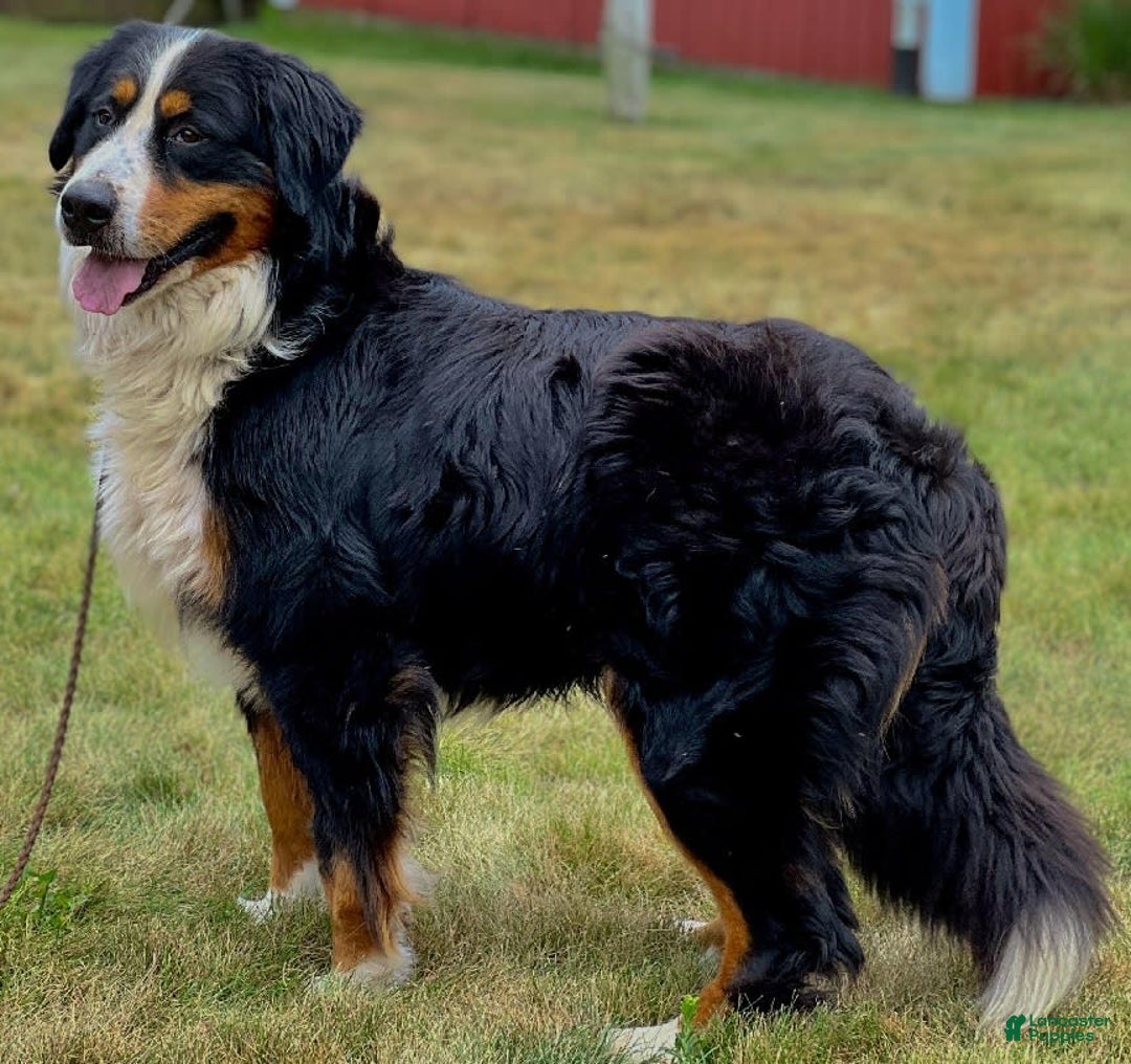 Bernese Mountain Dog dogs for sale: Sage - Image 22