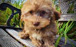 Havapoo dogs for sale: Jazzy - Image 19