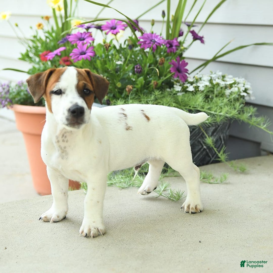 Jack Russell Terrier dogs for sale: Joey - Image 7