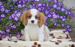 Cavalier King Charles Spaniel dogs for sale: Charlie - Image 8