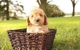 Mini Goldendoodle dogs for sale: Leo - Image 4