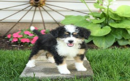 Mini Bernedoodle dogs for sale: Paris - Image 10