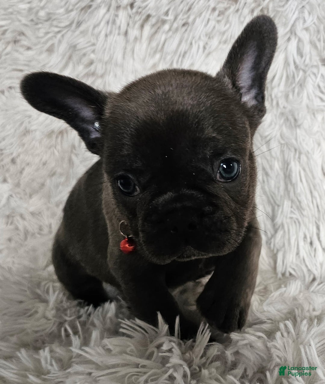 French Bulldog dogs for sale: Marco - Image 2
