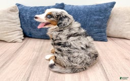 Mini Bernedoodle dogs for sale: Heidi - Image 5