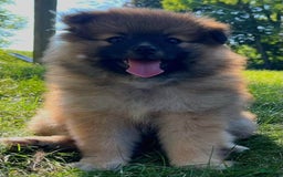 Pomeranian dogs for sale: Finley - Image 4