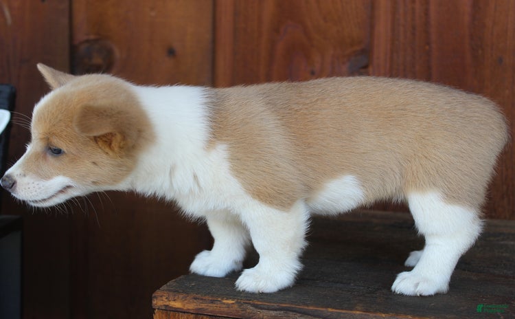 Welsh Corgi Pembroke dogs - Advert 32