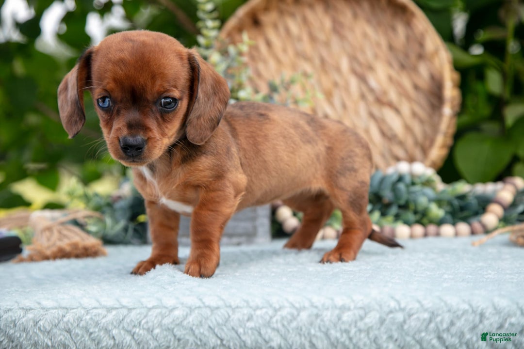 Miniature Dachshund dogs for sale: Jade - Image 3