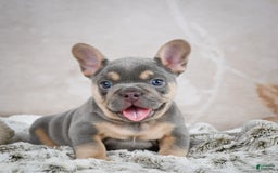 French Bulldog dogs for sale: Mason - Image 6