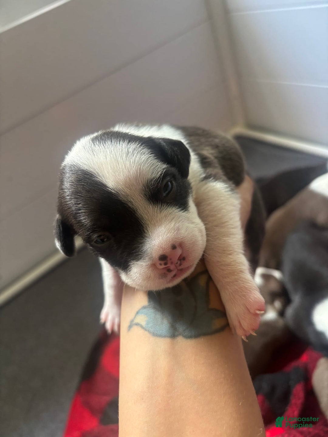 American Bully dogs for sale: Moomoo The Runt - Image 5