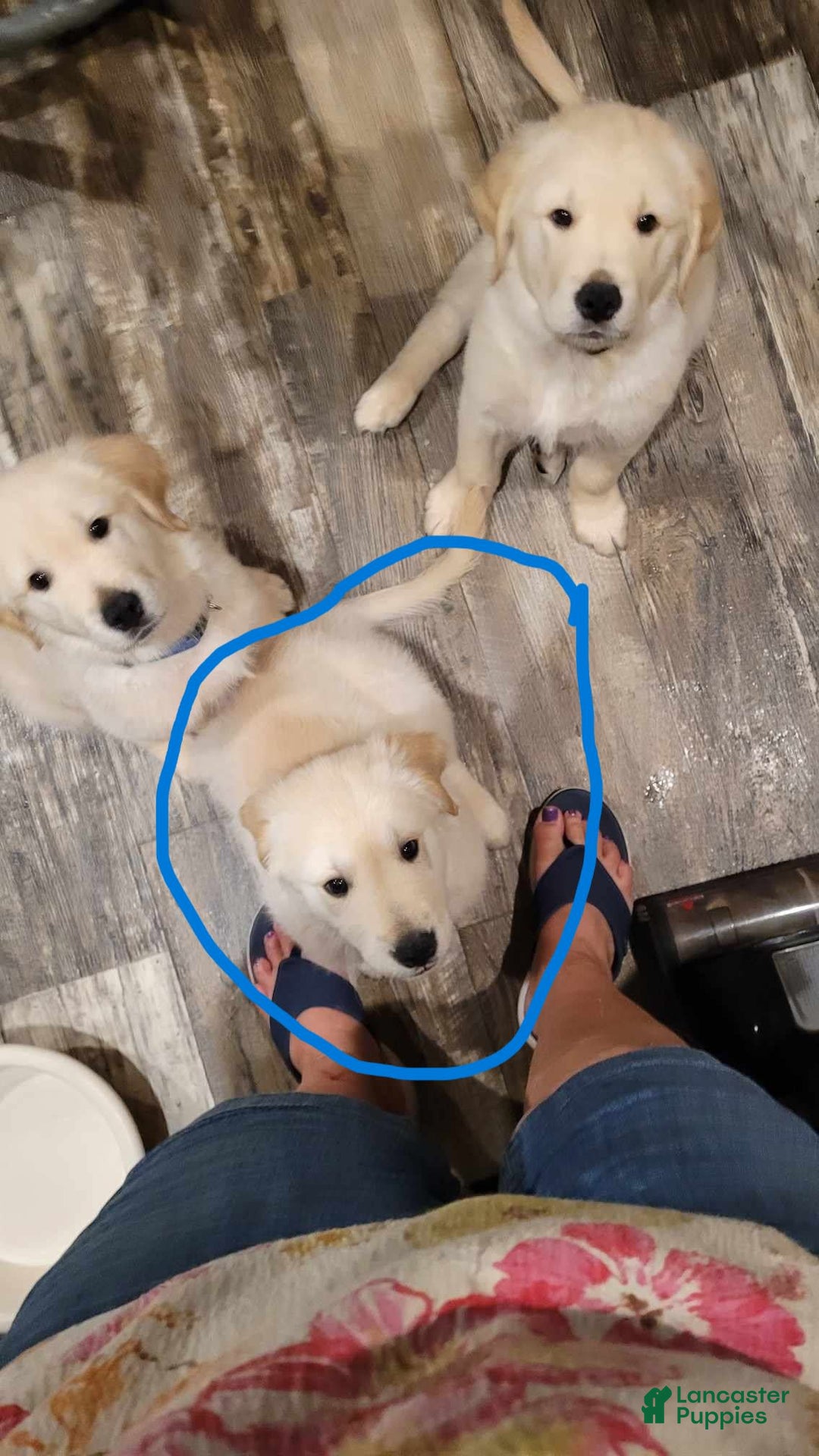 Golden Retriever dogs for sale: Yellow - Image 3