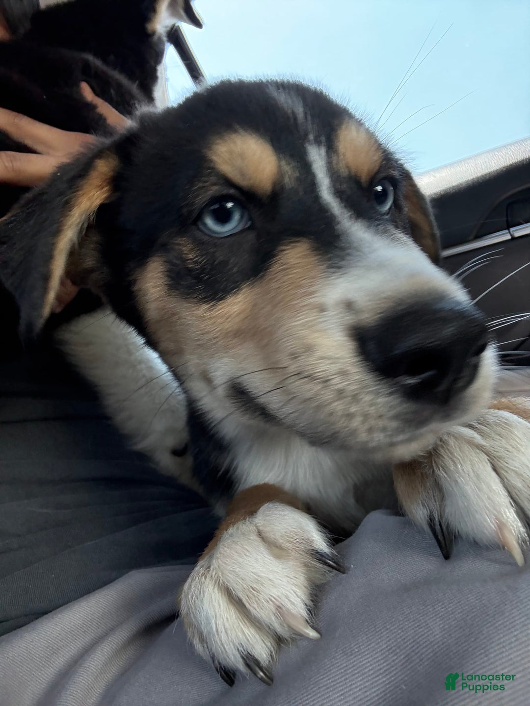 Siberian Husky dogs for sale: Siberian Husky 3 puppies - Image 3