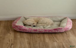 Maltipoo dogs for sale: Lulu - Image 3