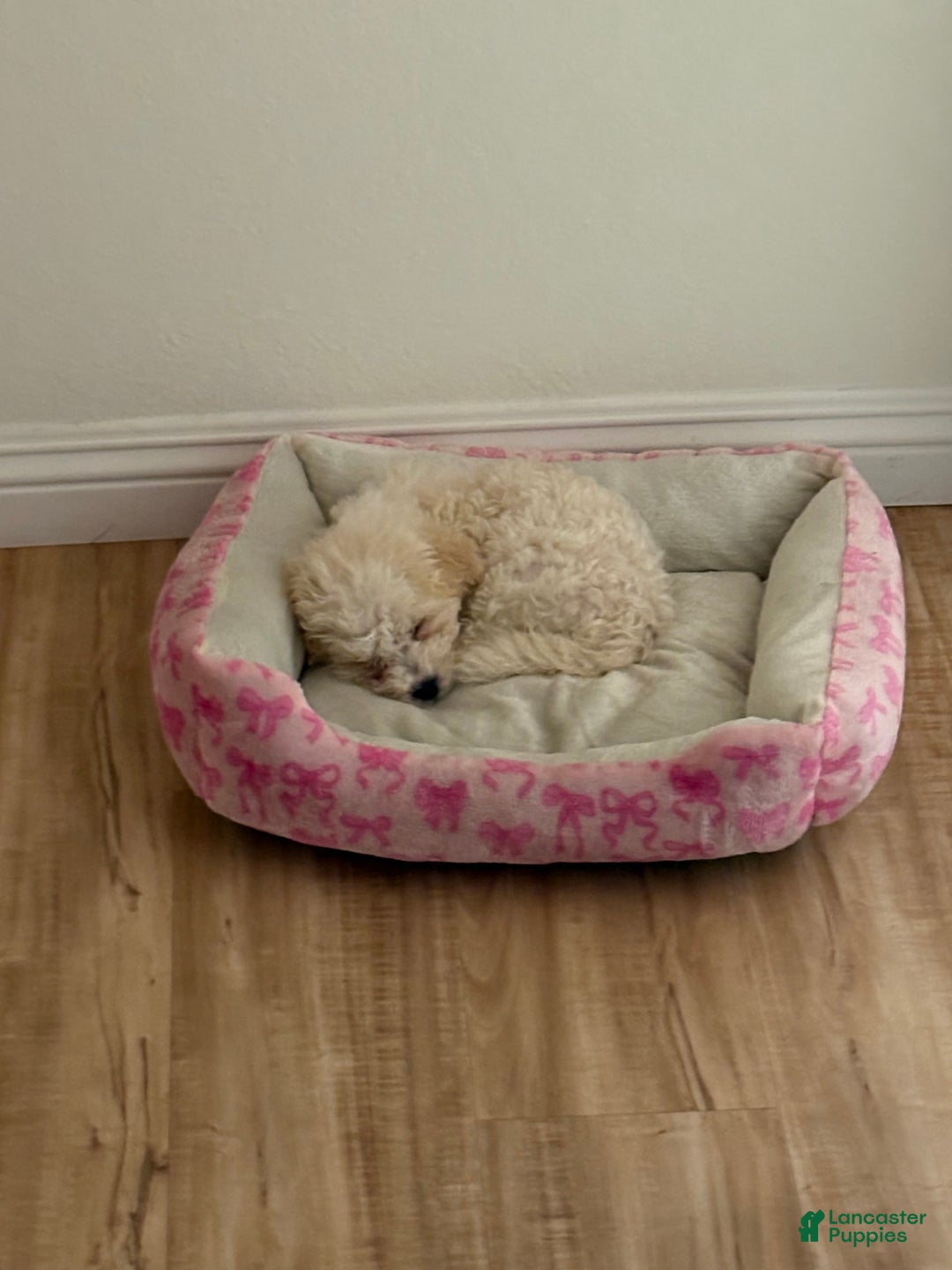 Maltipoo dogs for sale: Lulu - Image 3