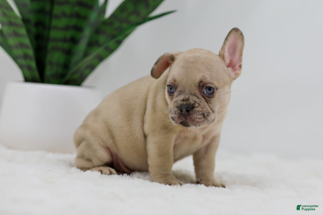 French Bulldog dogs for sale: Hadley - Image 6