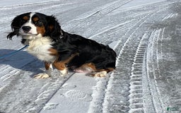 Miniature Bernese Mountain Dog dogs for sale: Annie - Image 14