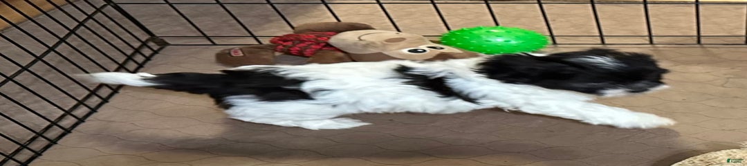 Ollie