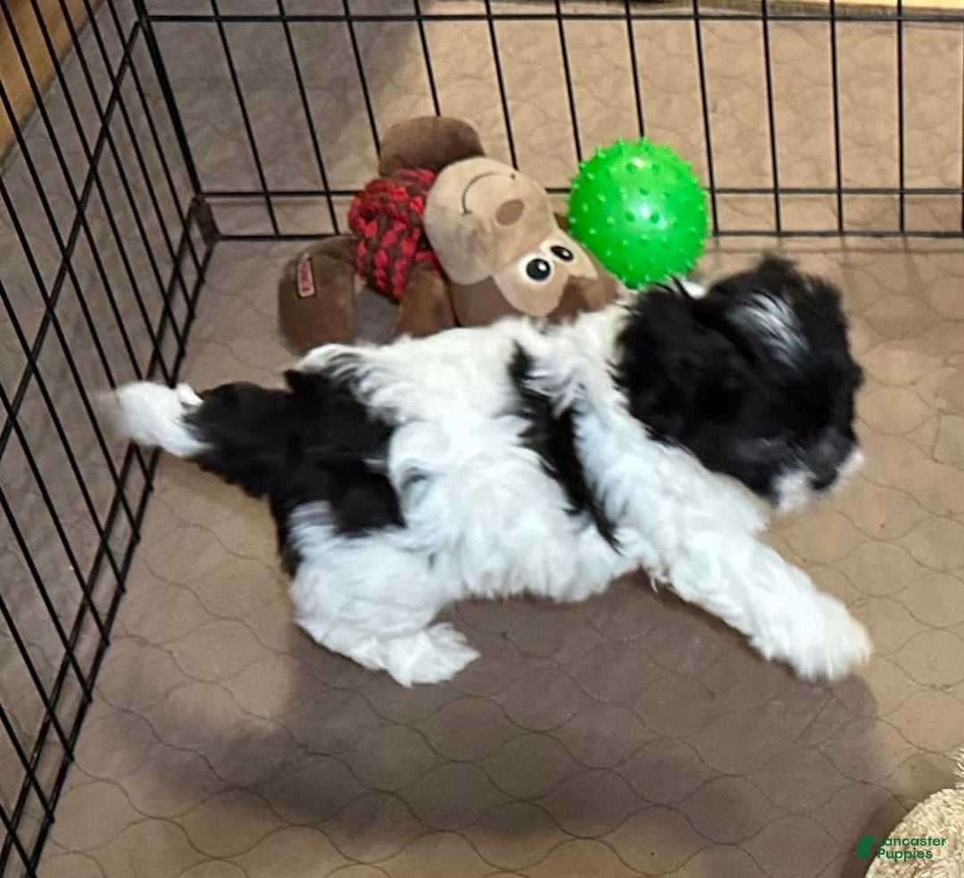 Shihpoo dogs for sale: Ollie - Image 1