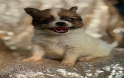 Papillon dogs for sale: Flash - Image 5
