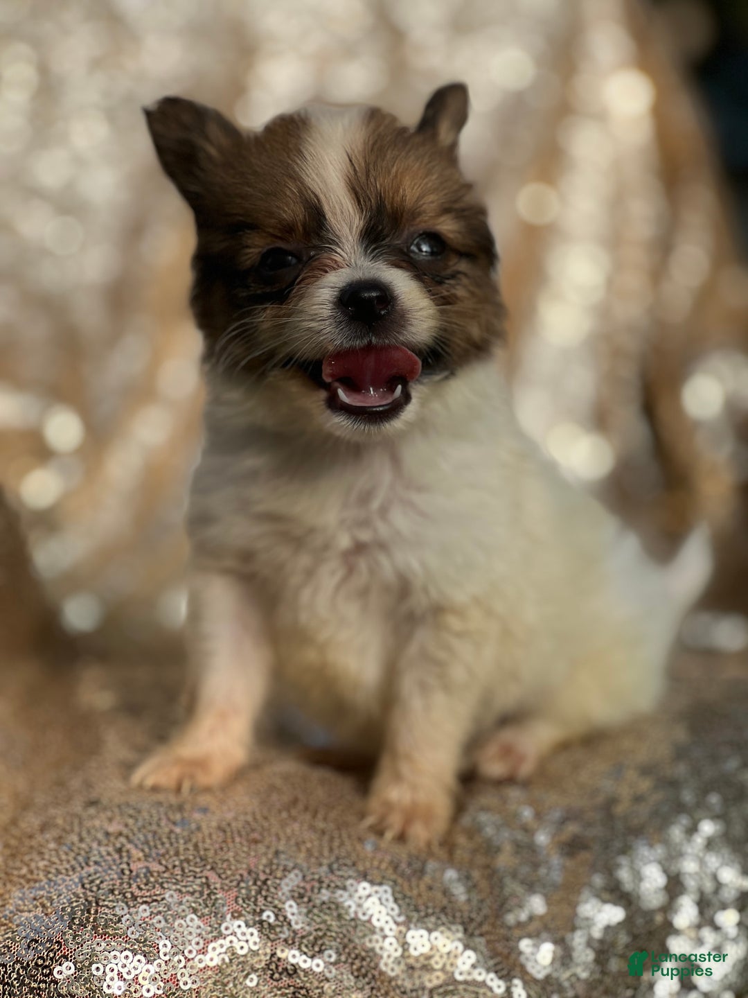 Papillon dogs for sale: Flash - Image 5