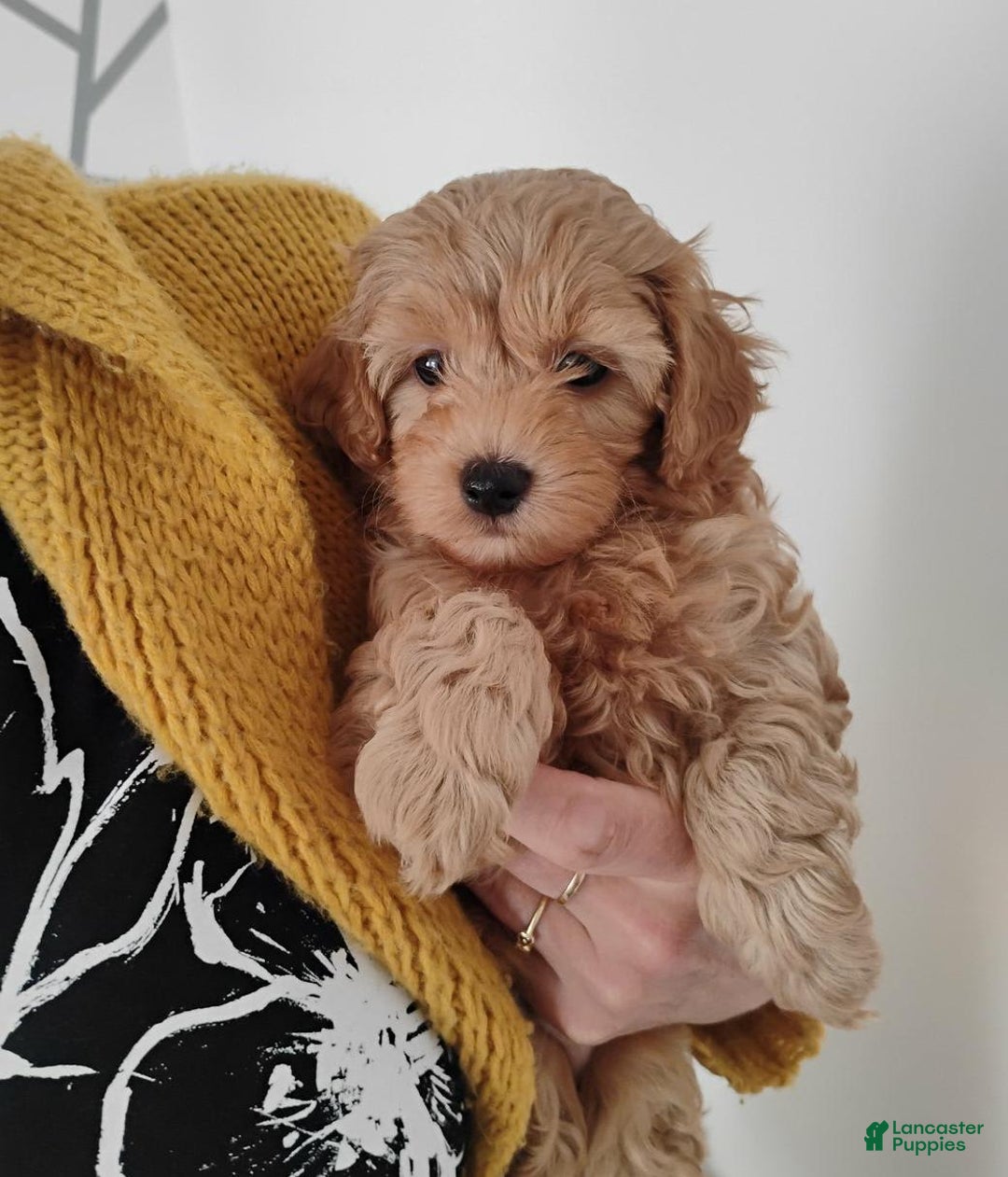 Maltipoo dogs for sale: Gavin - Image 2