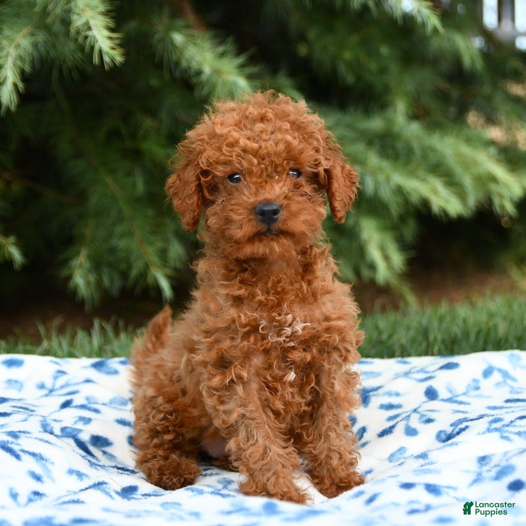 Mini Goldendoodle dogs for sale: Georgia - Image 9