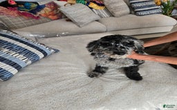 Goldendoodle dogs for sale: Leo - Image 2