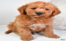 dogs for sale: Mini Labradoodle 7 puppies - Image 18