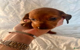 Dachshund dogs for sale: Bonnie - Image 6