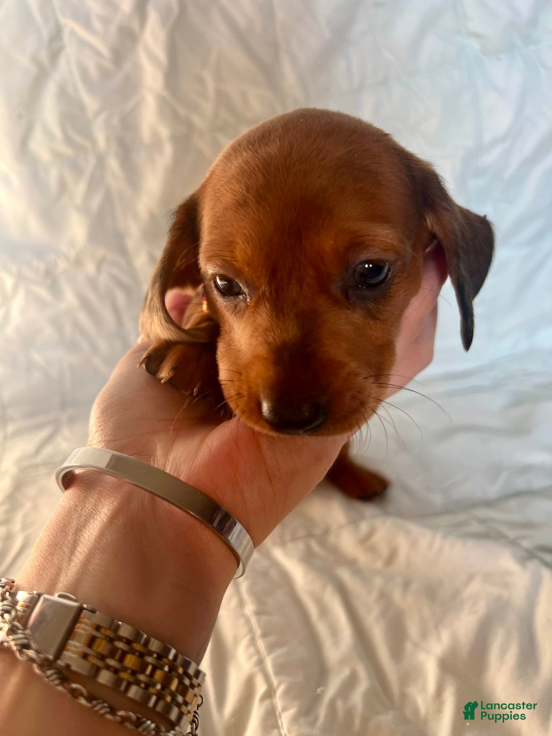 Dachshund dogs for sale: Bonnie - Image 6