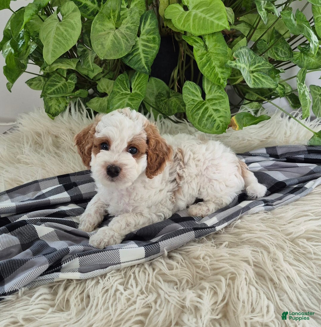 Cockapoo dogs for sale: Jace - Image 1