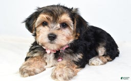 Morkie dogs for sale: Allie - Image 3