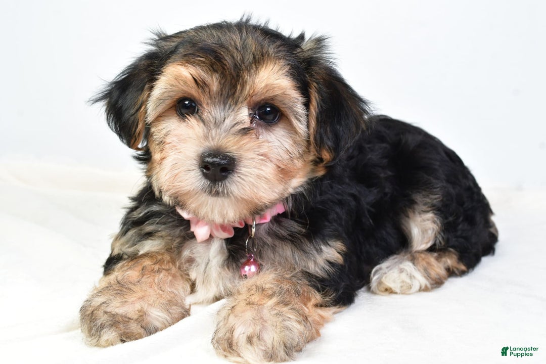 Morkie dogs for sale: Allie - Image 3